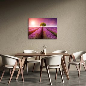 Tablou câmp cu lavandă (70x50 cm)