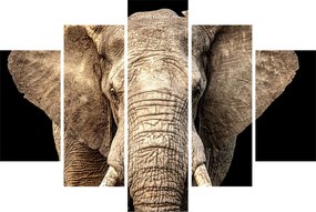 Tablou - Elefant african (150x105 cm)