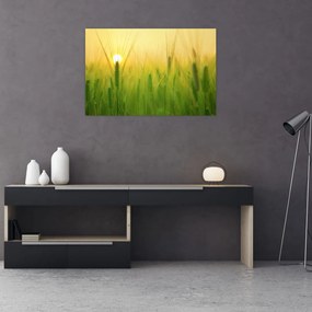 Tablou - Câmp cu cereale (90x60 cm)