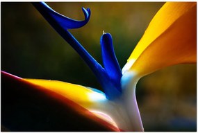 Tablou - Floare exotică (90x60 cm)