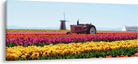 Tablou cu farma de lalele (120x50 cm)