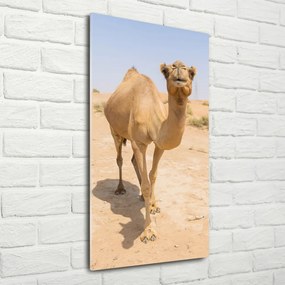 Fotografie imprimată pe sticlă Camel în deșert
