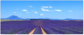 Tablou - Câmp de lavandă (120x50 cm)