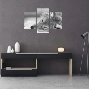 Tablou - Lup,alb-negru (90x60 cm)