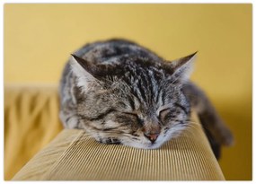 Tablou cu pisica pe fotoliu (70x50 cm)