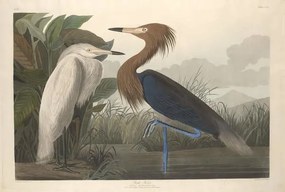 Reproducere Purple Heron, 1835, John James (after) Audubon