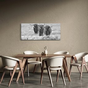 Tablou - Vaci scoțiene,alb-negru (120x50 cm)