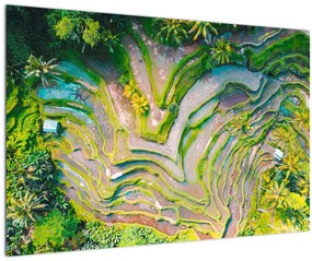 Tablou cu lanuri de orez din privire de sus (90x60 cm)