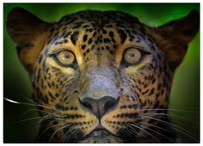 Tablou pe sticlă - Portretul leoparduslui, Sri Lanka (70x50 cm)