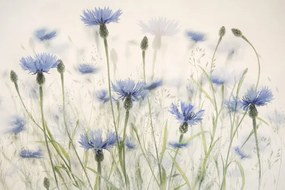 Ilustrație Cornflowers, Nel Talen