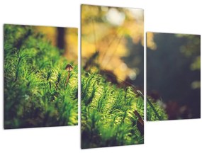 Tablou - Ciupercă și muschi (90x60 cm)