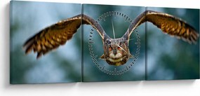 Tablou -Bufnita în zbor (cu ceas) (90x30 cm)