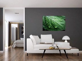 Tablou - Detaliu de frunze după ploaie (90x60 cm)