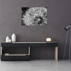 Tablou pe sticlă - mulțime de păpădii (70x50 cm)