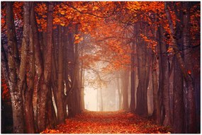 Tablou - Pădurea de toamnă (90x60 cm)