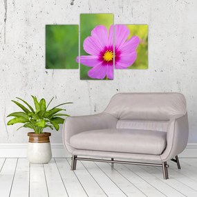 Tablou - floare de câmp (90x60 cm)