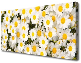 Tablou pe panza canvas Daisy Floral Galben Alb