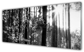 Tablouri acrilice Forest Nature Gray