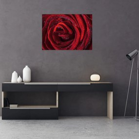 Tablou pe sticlă - Trandafir roșu cu picături de rouă (70x50 cm)