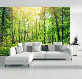 Fototapet - Pădure (147x102 cm)