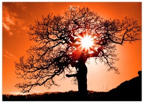 Tablou pe sticlă - Fag la apus de soare (70x50 cm)