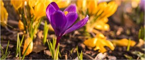 Tablou cu floare violetă (120x50 cm)
