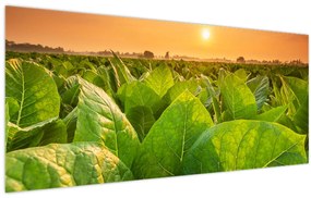 Tablou - Câmp (120x50 cm)