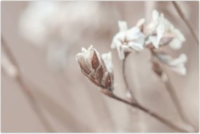 Tablou - Detaliu ramură (90x60 cm)