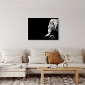 Tablou pe sticlă - Elefant (70x50 cm)