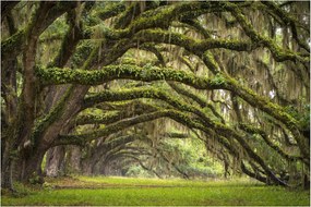 Tablou - Oaks Avenue, Charleston, Carolina de Sud, SUA (90x60 cm)