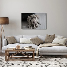 Tablou cu cățeluș (90x60 cm)