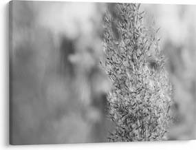Tablou - Iarbă de pampas Boho (70x50 cm)