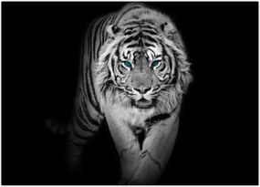 Tablou - Tigru cu ochi albaștri (70x50 cm)