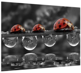 Tablou - Floarea-soarelui, alb și negru (70x50 cm)