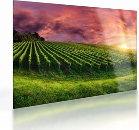 Tablou pe sticlă cu vie cu cerul color (70x50 cm)
