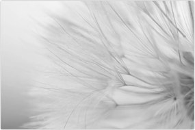 Tablou - Dandelion (90x60 cm)