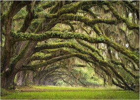 Tablou - Oaks Avenue, Charleston, Carolina de Sud, SUA (70x50 cm)