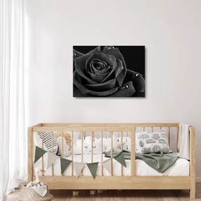 Tablou pe sticlă - Trandafir roșu aprins (70x50 cm)