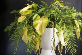 Aranjament floral super elegant, LUX DOUBLE FACE CALIPSO