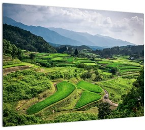 Tablou pe sticlă cu câmp de orez (70x50 cm)