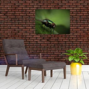 Tablou pe sticlă - Musca (70x50 cm)