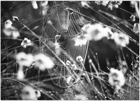 Tablou - Pânza de păianjen în pajiște (70x50 cm)