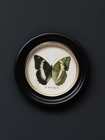 Set 4 tablouri cu fluturi, cu rama din lemn de pin, Butterfly