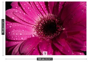 Fototapet Purple Gerbera