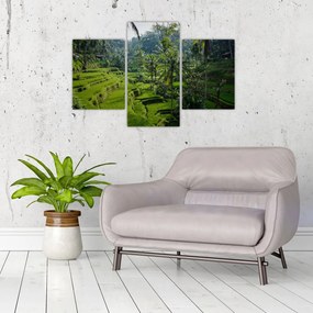 Tablou cu terasele cu orez Tegalalang, Bali (90x60 cm)