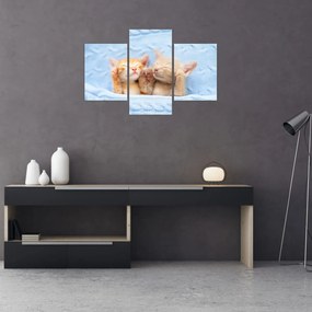 Tablou - Pisicuțe adormite (90x60 cm)