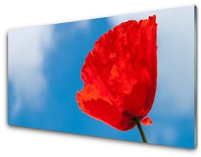 Tablouri acrilice Tulip Floral Roșu Albastru