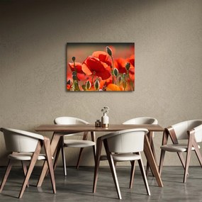 Tablou cu flori de maci (70x50 cm)