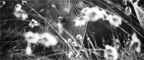 Tablou - Pânza de păianjen în pajiște (120x50 cm)