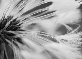 Tablou - Macro,alb-negru (70x50 cm)